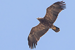 Mindre skrikörn/Lesser Spotted Eagle
